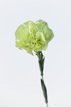 ボラギネ 薄黄緑 ハナスタが提供する切花の画像検索サイト