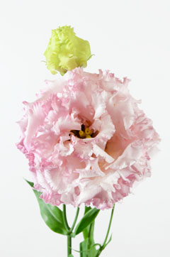 ｎｆモナピンク ハナスタが提供する切花の画像検索サイト