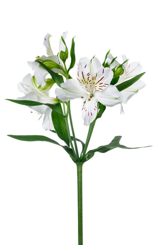 パールプリマドンナ ハナスタが提供する切花の画像検索サイト