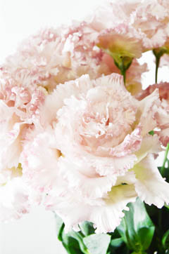 パティオピンクフラッシュ ハナスタが提供する切花の画像検索サイト
