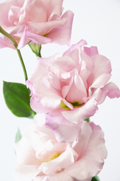 ボヤージュピンク２ ハナスタが提供する切花の画像検索サイト
