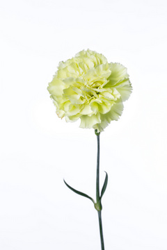 ボラギネ 薄黄緑 ハナスタが提供する切花の画像検索サイト
