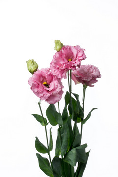 ボンボヤージュタイプピンク ハナスタが提供する切花の画像検索サイト