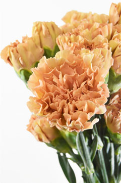 バビロン ハナスタが提供する切花の画像検索サイト