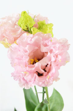マリアピンク ハナスタが提供する切花の画像検索サイト