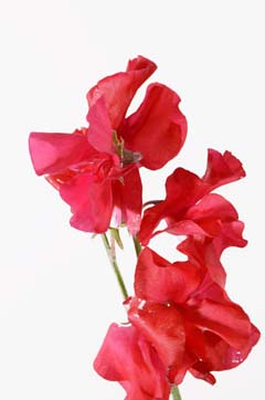 キャンディポップ ハナスタが提供する切花の画像検索サイト