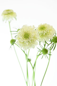 テラプチポンポンホワイト ハナスタが提供する切花の画像検索サイト