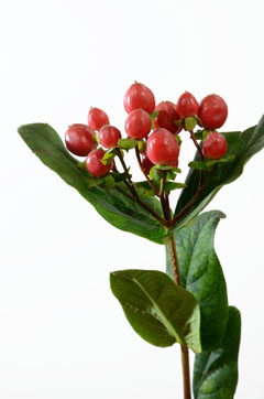ピンキーフレアー 赤ｐ ハナスタが提供する切花の画像検索サイト