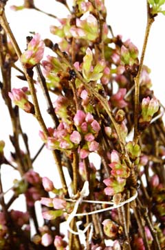 城桜 ハナスタが提供する切花の画像検索サイト