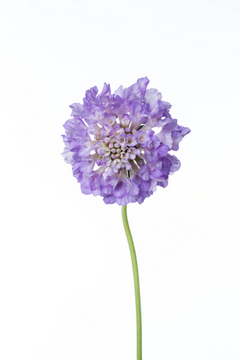 ナナブルー ハナスタが提供する切花の画像検索サイト