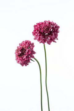 ナナダークピンク 赤ピンク ハナスタが提供する切花の画像検索サイト