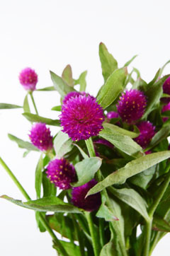 ストロベリーフィールドピンク ハナスタが提供する切花の画像検索サイト