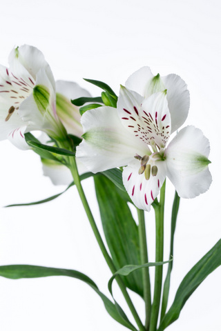 ヒマラヤ ハナスタが提供する切花の画像検索サイト
