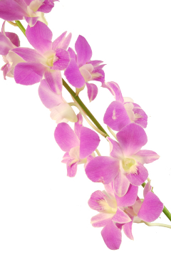 レディーピンク ハナスタが提供する切花の画像検索サイト