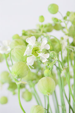 グリーンベル２ ハナスタが提供する切花の画像検索サイト