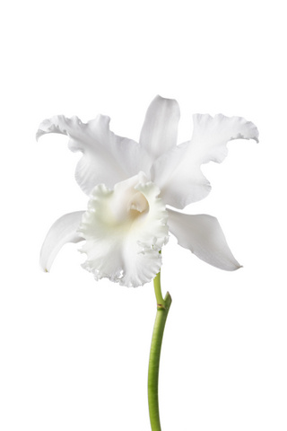 カトレア 白 白 ハナスタが提供する切花の画像検索サイト