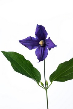 クレマチス 青 ハナスタが提供する切花の画像検索サイト