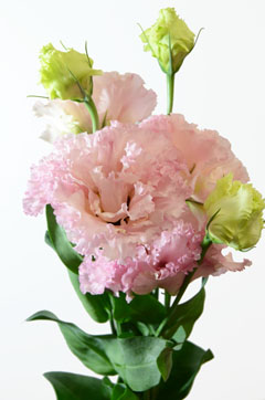 ボヤージュピンク ハナスタが提供する切花の画像検索サイト