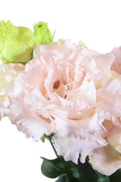 秋ピンク ハナスタが提供する切花の画像検索サイト