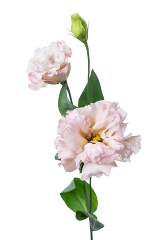 コサージュソフトピンク ハナスタが提供する切花の画像検索サイト