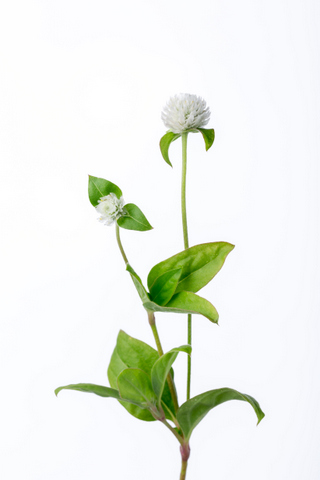 オードリーホワイト ハナスタが提供する切花の画像検索サイト