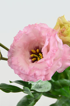 セレブラブリーピンク ハナスタが提供する切花の画像検索サイト