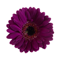 ネイビー 芯黒 ハナスタが提供する切花の画像検索サイト