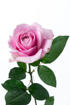 ピンクアバランチェ ハナスタが提供する切花の画像検索サイト