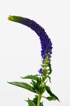 ベロニカ 紫 ハナスタが提供する切花の画像検索サイト