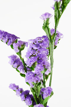 ブルースター ハナスタが提供する切花の画像検索サイト