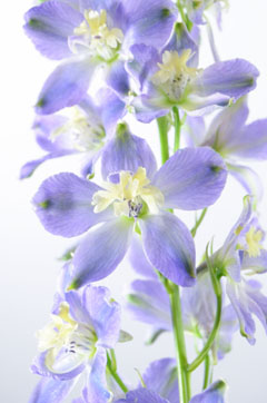 オーロラモーブ ハナスタが提供する切花の画像検索サイト