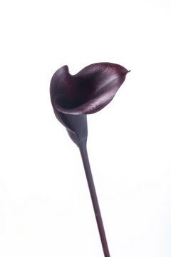 ホットチョコレート 紫 黒 ハナスタが提供する切花の画像検索サイト