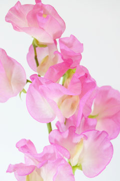 パリスピンク ハナスタが提供する切花の画像検索サイト