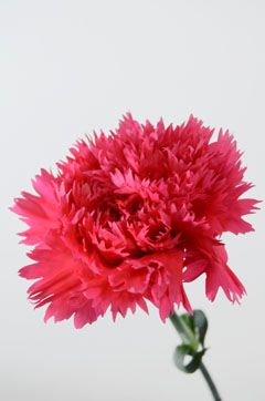 ドヌーブ ハナスタが提供する切花の画像検索サイト