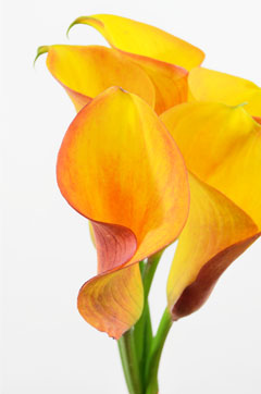 ハイブリッドオレンジ ハナスタが提供する切花の画像検索サイト