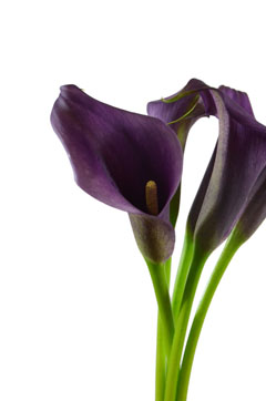 パコ ハナスタが提供する切花の画像検索サイト