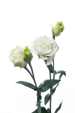 リリックホワイト ハナスタが提供する切花の画像検索サイト