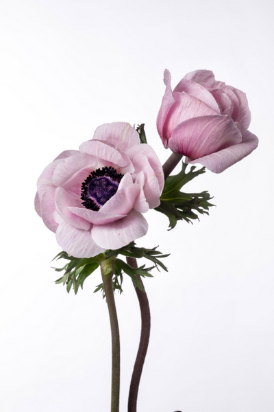 ミストラルホワイトブラックセンター 芯黒 白 ピンク ハナスタが提供する切花の画像検索サイト