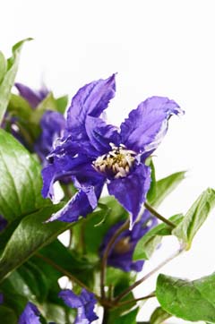 クレマチス 青 ハナスタが提供する切花の画像検索サイト