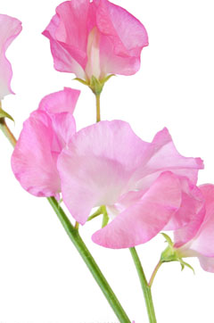ショッキングピンク ハナスタが提供する切花の画像検索サイト