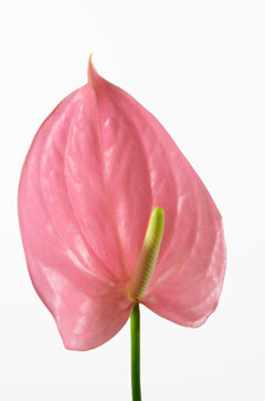 マスコット ハナスタが提供する切花の画像検索サイト