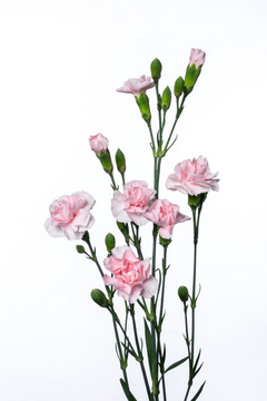 恋心 ハナスタが提供する切花の画像検索サイト