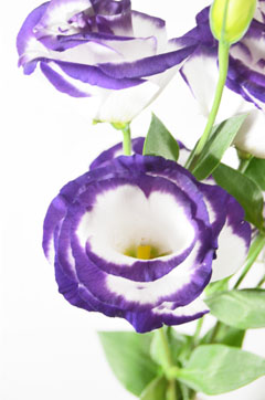 ルル ハナスタが提供する切花の画像検索サイト