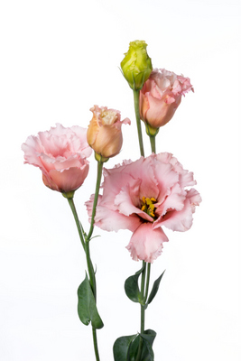 セレブハニーピンク ハナスタが提供する切花の画像検索サイト
