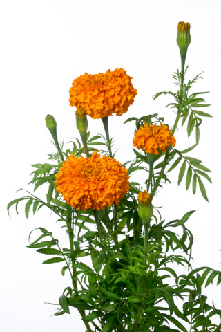 アフロオレンジ ハナスタが提供する切花の画像検索サイト