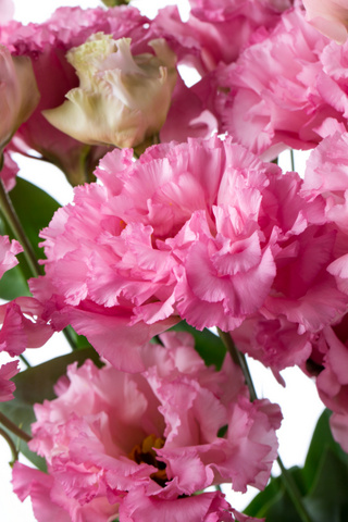セレブラブリーピンク ハナスタが提供する切花の画像検索サイト