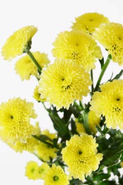 カリメロイエロー ハナスタが提供する切花の画像検索サイト