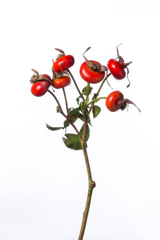 バラの実 ジャイアントファンタジー ハナスタが提供する切花の画像検索サイト
