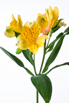 ゴールド ハナスタが提供する切花の画像検索サイト