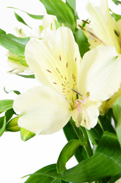 クリアー ハナスタが提供する切花の画像検索サイト